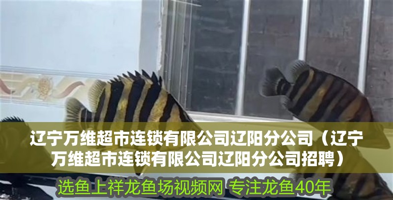 遼寧萬維超市連鎖有限公司遼陽分公司（遼寧萬維超市連鎖有限公司遼陽分公司招聘）