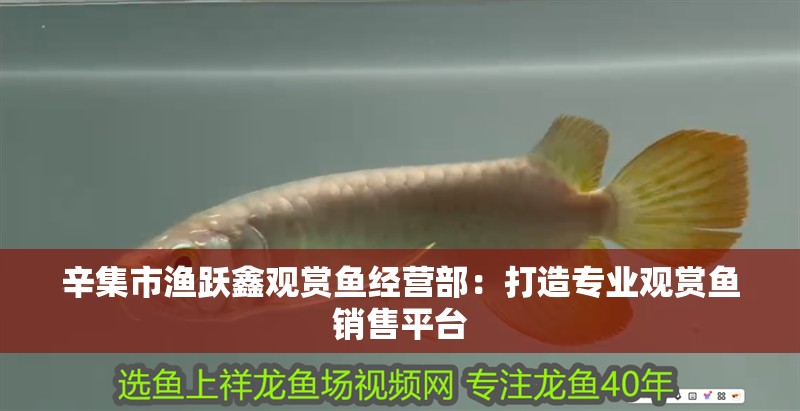 辛集市漁躍鑫觀賞魚經(jīng)營部：打造專業(yè)觀賞魚銷售平臺