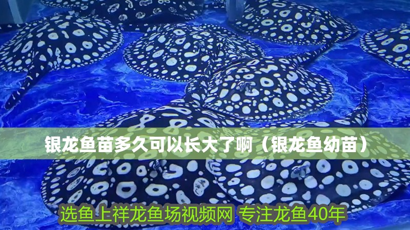 銀龍魚苗多久可以長大了啊（銀龍魚幼苗）