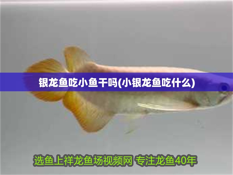 銀龍魚吃小魚干嗎(小銀龍魚吃什么)