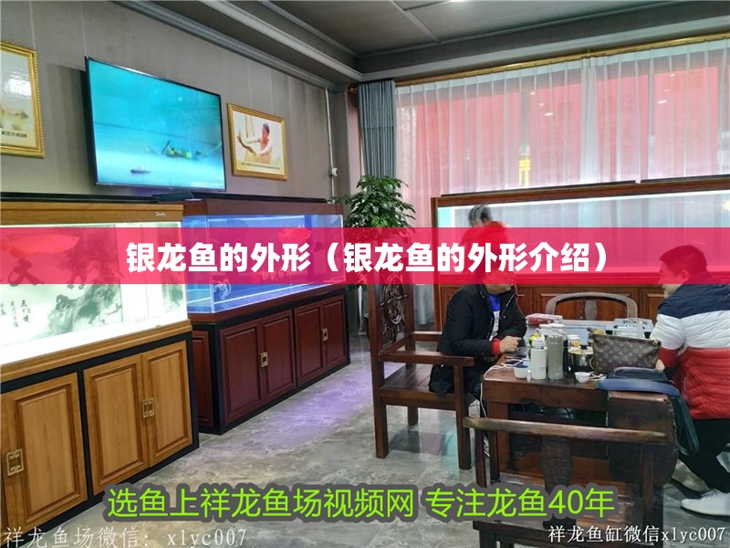 銀龍魚的外形（銀龍魚的外形介紹）