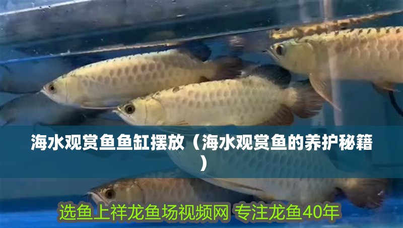 海水觀賞魚(yú)魚(yú)缸擺放（海水觀賞魚(yú)的養(yǎng)護(hù)秘籍）