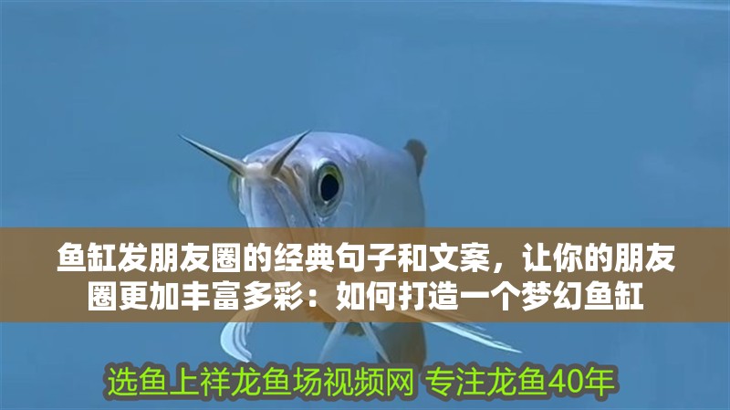 魚缸發(fā)朋友圈的經(jīng)典句子和文案，讓你的朋友圈更加豐富多彩：如何打造一個(gè)夢幻魚缸 魚缸發(fā)朋友圈的經(jīng)典句子和文案，讓你的朋友圈更加豐富多彩：如何打造一個(gè)夢幻魚缸 魚缸百科