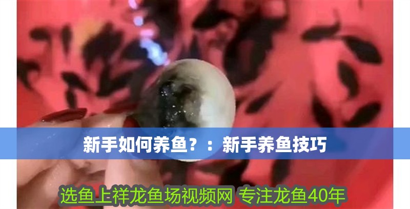 新手如何養魚？：新手養魚技巧 新手如何養魚？：新手養魚技巧 魚缸百科