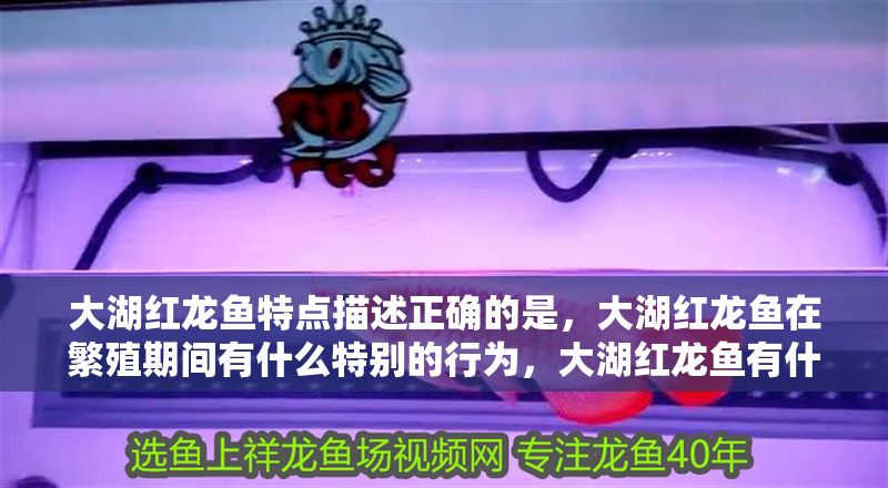 大湖紅龍魚特點描述正確的是，大湖紅龍魚在繁殖期間有什么特別的行為，大湖紅龍魚有什么特點 大湖紅龍魚特點描述正確的是，大湖紅龍魚在繁殖期間有什么特別的行為，大湖紅龍魚有什么特點 大湖紅龍魚百科 第1張