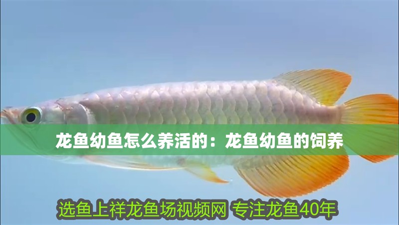 龍魚幼魚怎么養活的：龍魚幼魚的飼養 龍魚幼魚怎么養活的：龍魚幼魚的飼養 龍魚百科