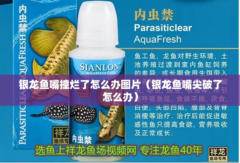 銀龍魚嘴撞爛了怎么辦圖片（銀龍魚嘴尖破了怎么辦）