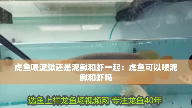 虎魚喂泥鰍還是泥鰍和蝦一起：虎魚可以喂泥鰍和蝦嗎
