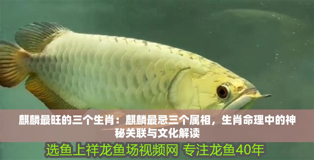 麒麟最旺的三個生肖：麒麟最忌三個屬相，生肖命理中的神秘關(guān)聯(lián)與文化解讀