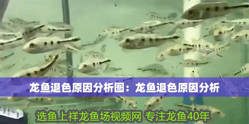 龍魚退色原因分析圖：龍魚退色原因分析