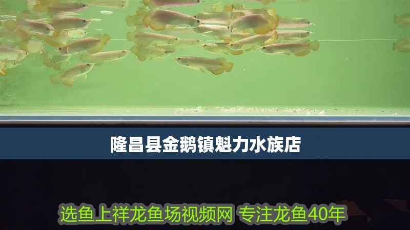<strong><mark>隆昌</mark></strong>縣金鵝鎮魁力水族店