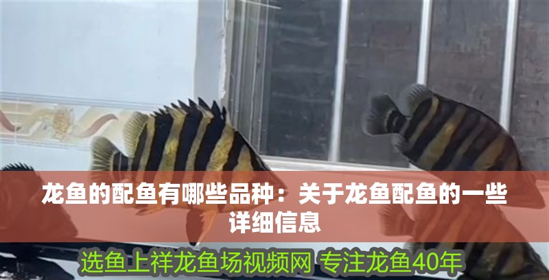 龍魚的配魚有哪些品種：關于龍魚配魚的一些詳細信息