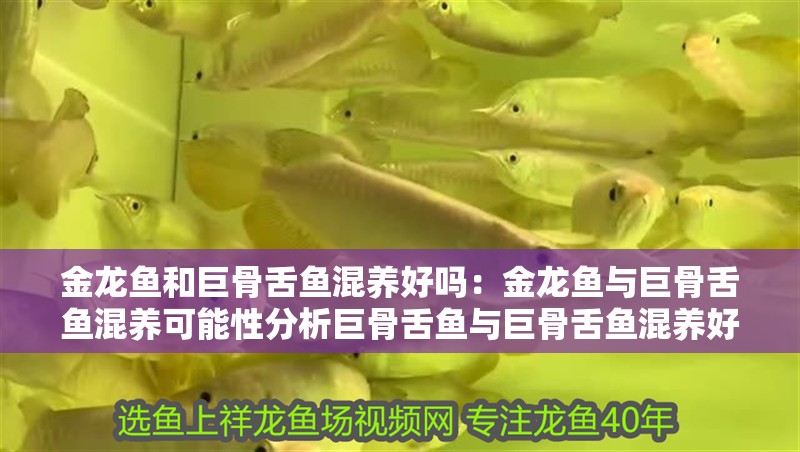 金龍魚和巨骨舌魚混養好嗎：金龍魚與巨骨舌魚混養可能性分析巨骨舌魚與巨骨舌魚混養好嗎