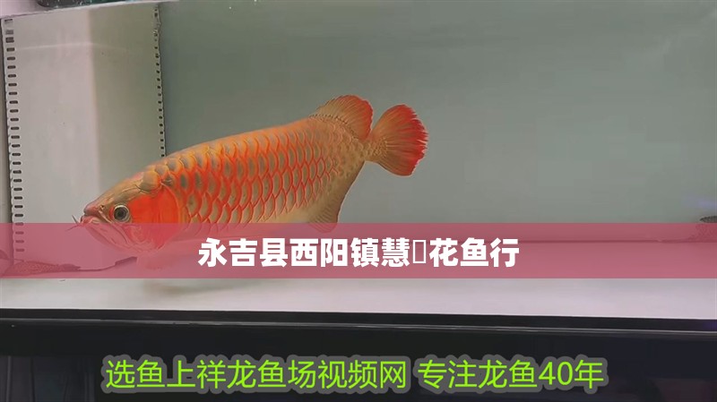 永吉縣西陽鎮慧豐花魚行