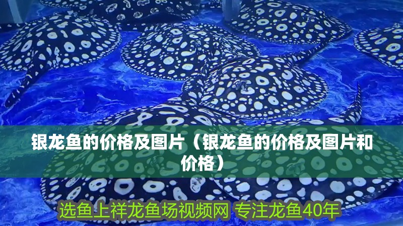 銀龍魚的價格及圖片（銀龍魚的價格及圖片和價格）