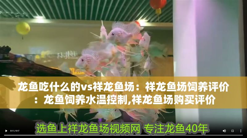 龍魚吃什么的vs祥龍魚場：祥龍魚場飼養(yǎng)評價：龍魚飼養(yǎng)水溫控制,祥龍魚場購買評價