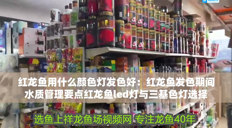 紅龍魚用什么顏色燈發色好：紅龍魚發色期間水質管理要點紅龍魚led燈與三基色燈選擇