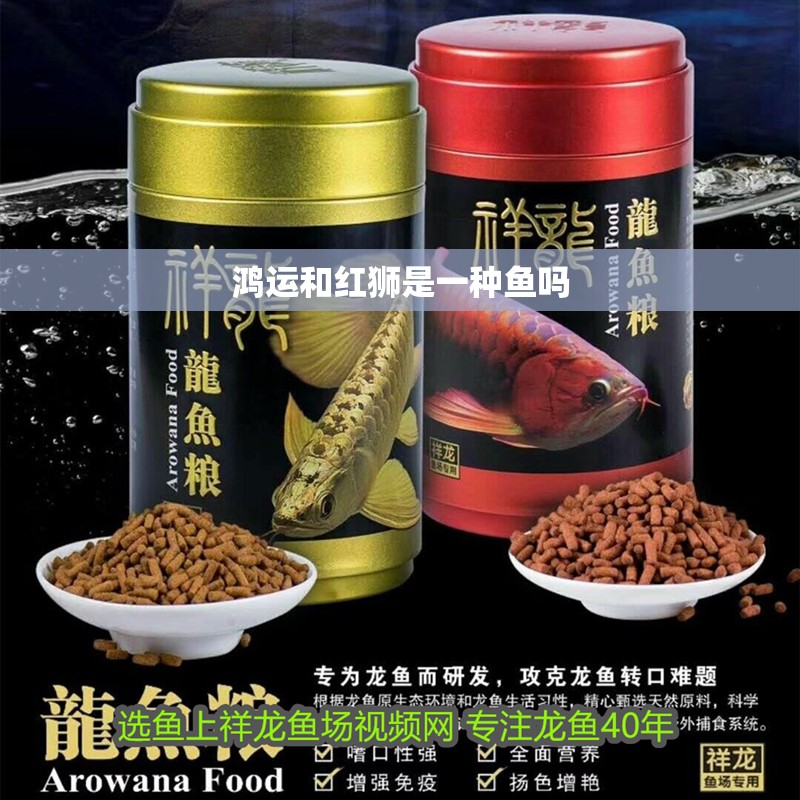 鴻運和紅獅是一種魚嗎