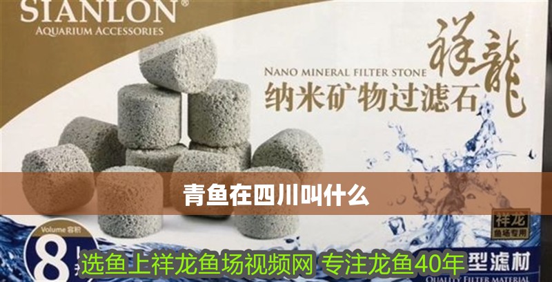 青魚在四川叫什么 青魚在四川叫什么 龍魚論壇
