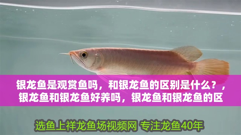 銀龍魚是觀賞魚嗎，和銀龍魚的區(qū)別是什么？，銀龍魚和銀龍魚好養(yǎng)嗎，銀龍魚和銀龍魚的區(qū)別是什么