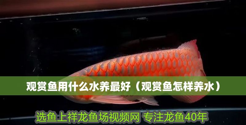 觀賞魚(yú)用什么水養(yǎng)最好（觀賞魚(yú)怎樣養(yǎng)水）