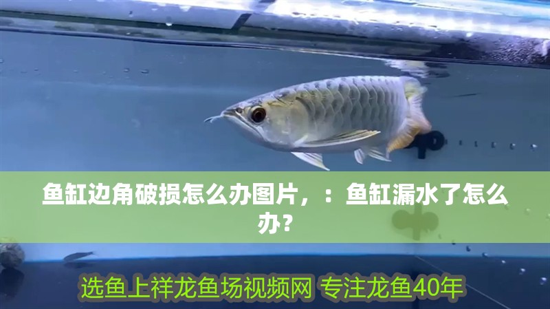 魚缸邊角破損怎么辦圖片，：魚缸漏水了怎么辦？