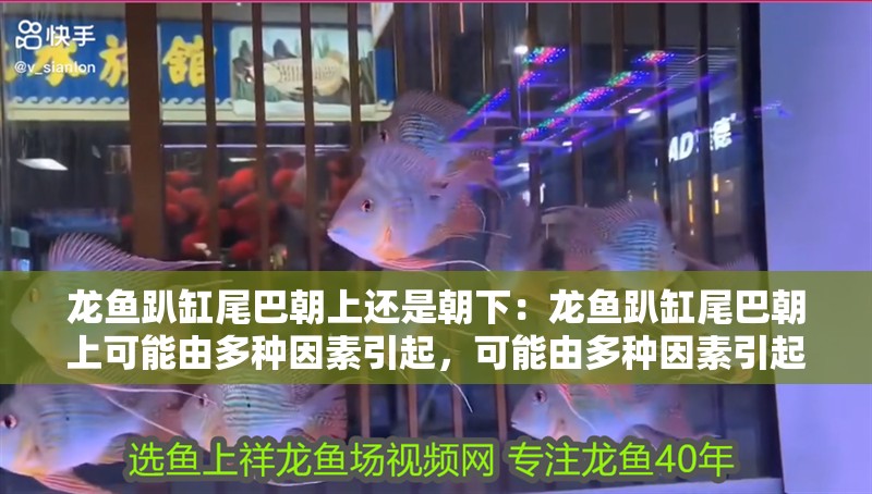 龍魚趴缸尾巴朝上還是朝下：龍魚趴缸尾巴朝上可能由多種因素引起，可能由多種因素引起