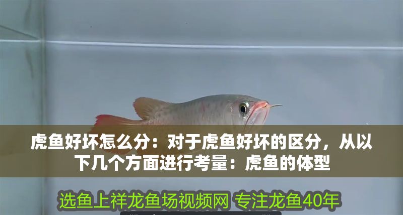虎魚好壞怎么分：對于虎魚好壞的區分，從以下幾個方面進行考量：虎魚的體型