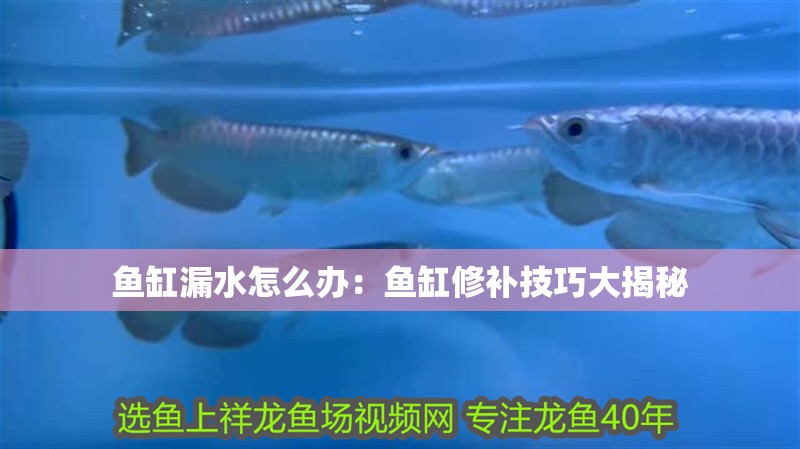 魚缸漏水怎么辦：魚缸修補技巧大揭秘