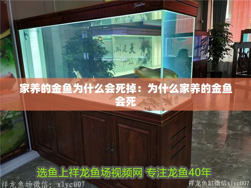 家養的金魚為什么會死掉：為什么家養的金魚會死