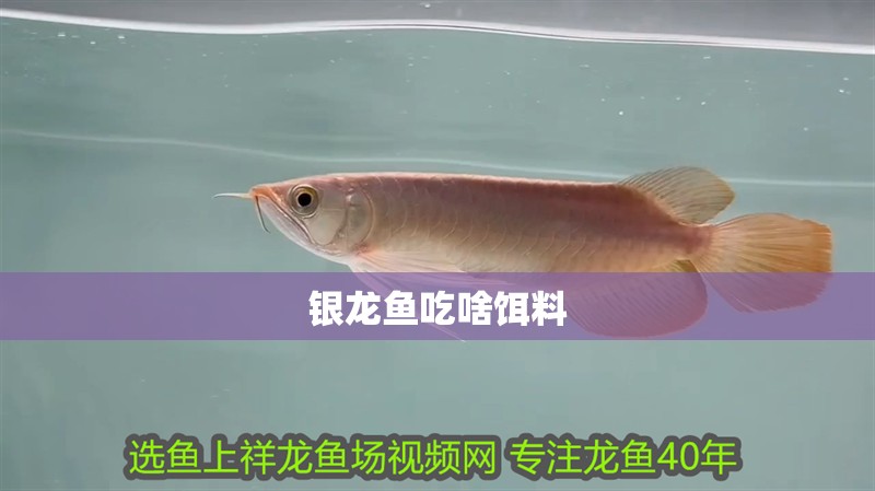 銀龍魚(yú)吃啥餌料 銀龍魚(yú)吃啥餌料 銀龍魚(yú)百科