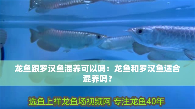 龍魚跟羅漢魚混養可以嗎：龍魚和羅漢魚適合混養嗎？