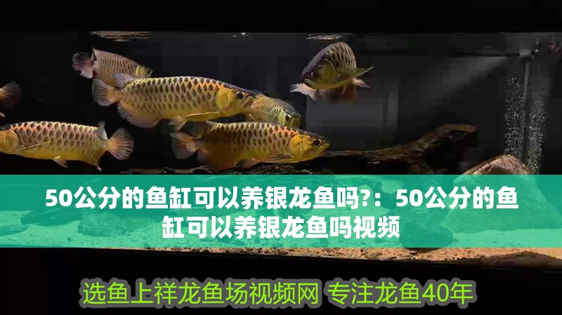 50公分的魚缸可以養銀龍魚嗎?：50公分的魚缸可以養銀龍魚嗎視頻