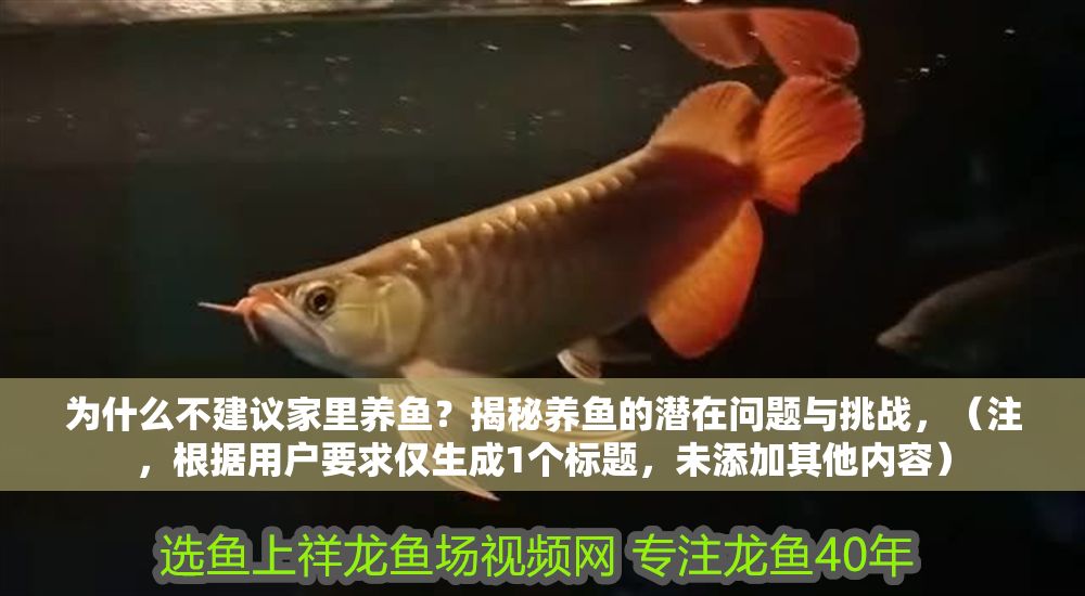 為什么不建議家里養魚？揭秘養魚的潛在問題與挑戰，（注，根據用戶要求僅生成1個標題，未添加其他內容） 為什么不建議家里養魚？揭秘養魚的潛在問題與挑戰，（注，根據用戶要求僅生成1個標題，未添加其他內容） 龍魚百科 第1張