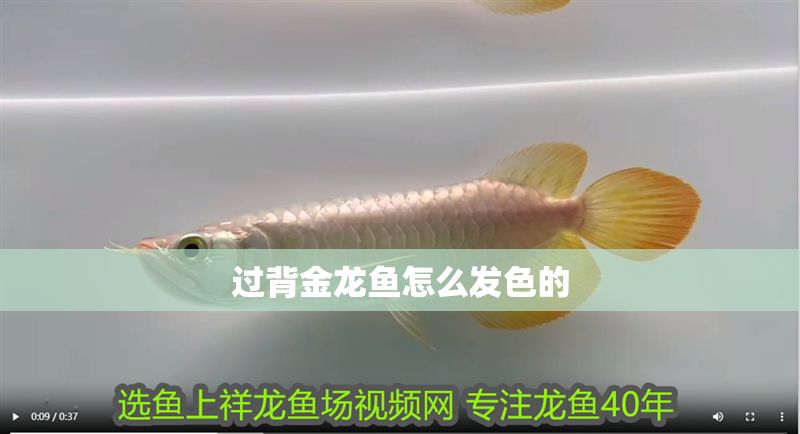 過背金龍魚怎么發色的