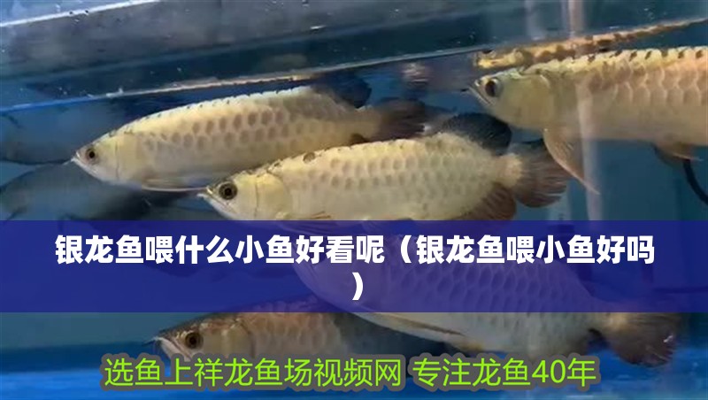 銀龍魚喂什么小魚好看呢（銀龍魚喂小魚好嗎）