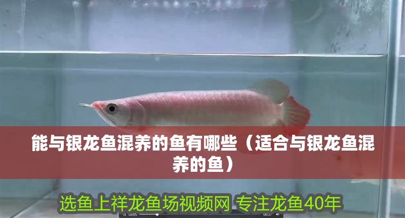 能與銀龍魚混養的魚有哪些（適合與銀龍魚混養的魚）