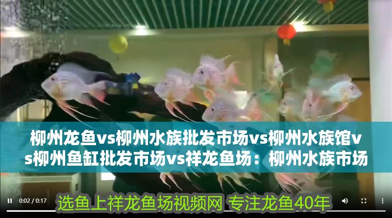 柳州龍魚vs柳州水族批發(fā)市場vs柳州水族館vs柳州魚缸批發(fā)市場vs祥龍魚場：柳州水族市場特色品種柳州水族市場特色品種柳州魚缸選購指南