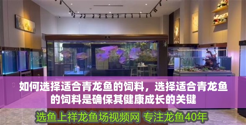 如何選擇適合青龍魚的飼料，選擇適合青龍魚的飼料是確保其健康成長的關鍵