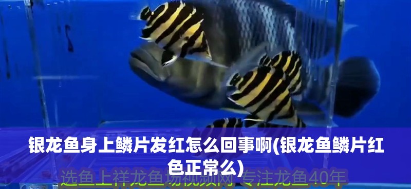 紅龍魚用黃燈烤有用嗎 銀龍魚身上鱗片發紅怎么回事啊(銀龍魚鱗片紅色正常么) 銀龍魚百科 銀龍魚身上鱗片發紅怎么回事啊(銀龍魚鱗片紅色正常么) 銀龍魚身上鱗片發紅怎么回事啊(銀龍魚鱗片紅色正常么) 銀龍魚百科