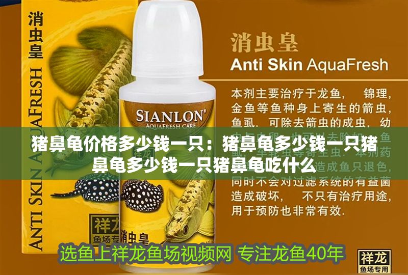 豬鼻龜價格多少錢一只:豬鼻龜多少錢一只豬鼻龜多少錢一只豬鼻龜吃什么 豬鼻龜百科 第1張 豬鼻龜價格多少錢一只:豬鼻龜多少錢一只豬鼻龜多少錢一只豬鼻龜吃什么 豬鼻龜價格多少錢一只:豬鼻龜多少錢一只豬鼻龜多少錢一只豬鼻龜吃什么 豬鼻龜百科 第1張