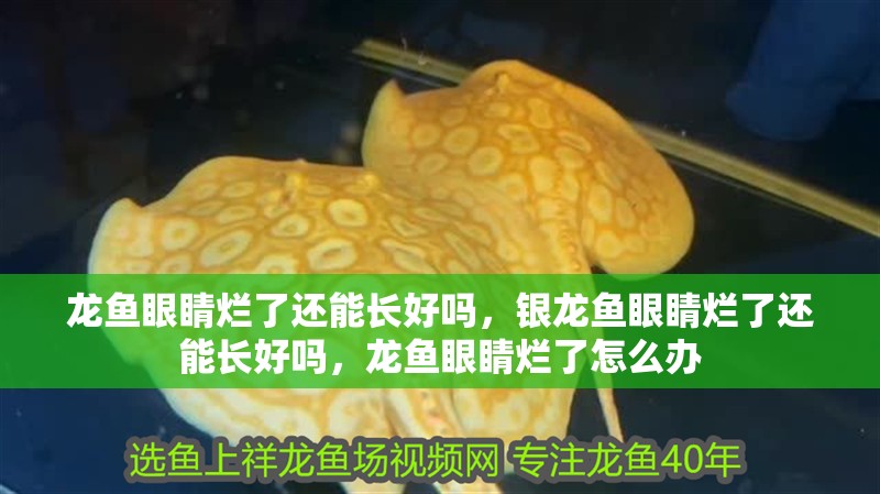 龍魚眼睛爛了還能長好嗎，銀龍魚眼睛爛了還能長好嗎，龍魚眼睛爛了怎么辦 龍魚眼睛爛了還能長好嗎，銀龍魚眼睛爛了還能長好嗎，龍魚眼睛爛了怎么辦 銀龍魚百科
