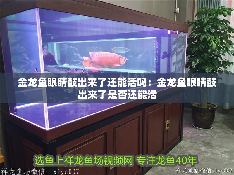 金龍魚眼睛鼓出來了還能活嗎：金龍魚眼睛鼓出來了是否還能活