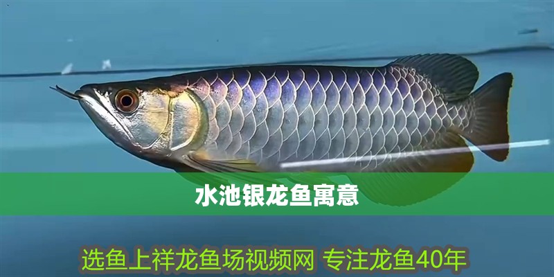 水池銀龍魚寓意