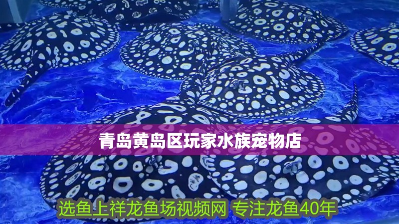 青島黃島區玩家水族寵物店