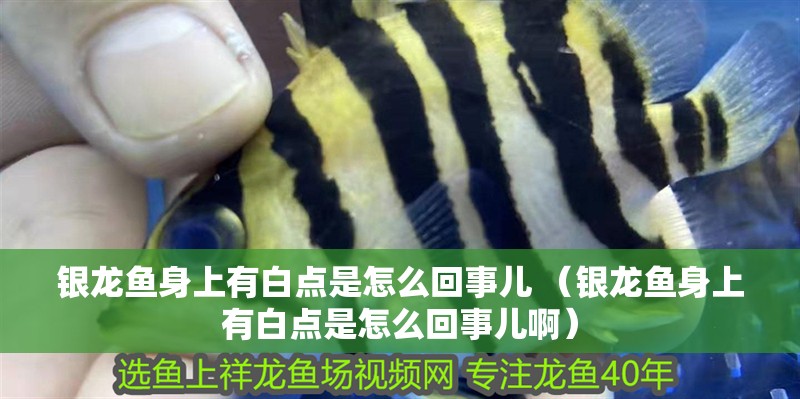 銀龍魚身上有白點是怎么回事兒 （銀龍魚身上有白點是怎么回事兒啊）