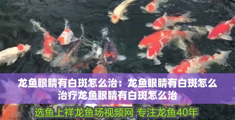 龍魚眼睛有白斑怎么治：龍魚眼睛有白斑怎么治療龍魚眼睛有白斑怎么治