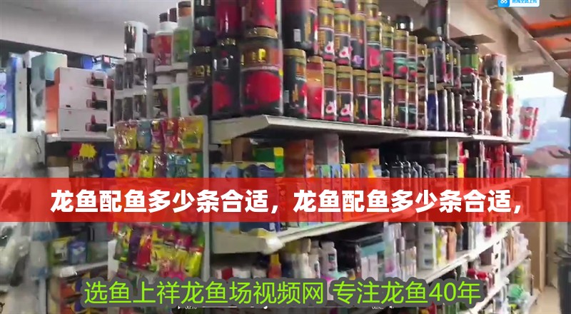 龍魚配魚多少條合適，龍魚配魚多少條合適， 龍魚配魚多少條合適，龍魚配魚多少條合適， 龍魚百科