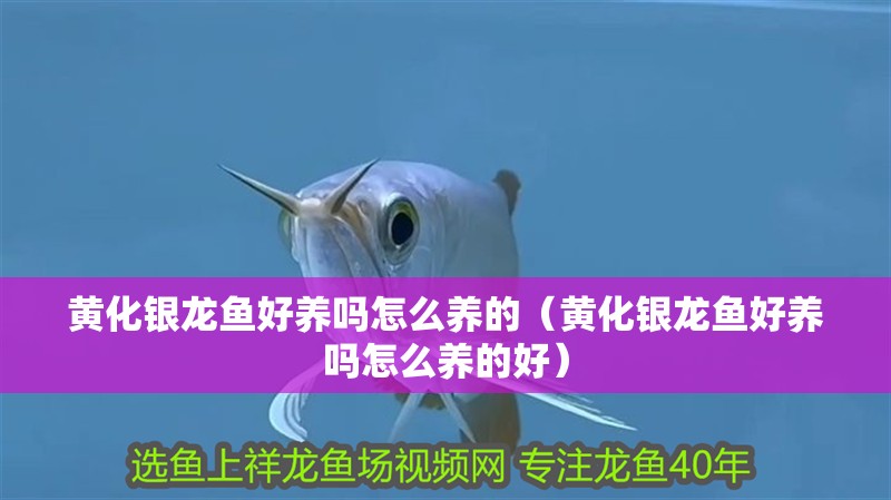 黃化銀龍魚好養(yǎng)嗎怎么養(yǎng)的（黃化銀龍魚好養(yǎng)嗎怎么養(yǎng)的好）