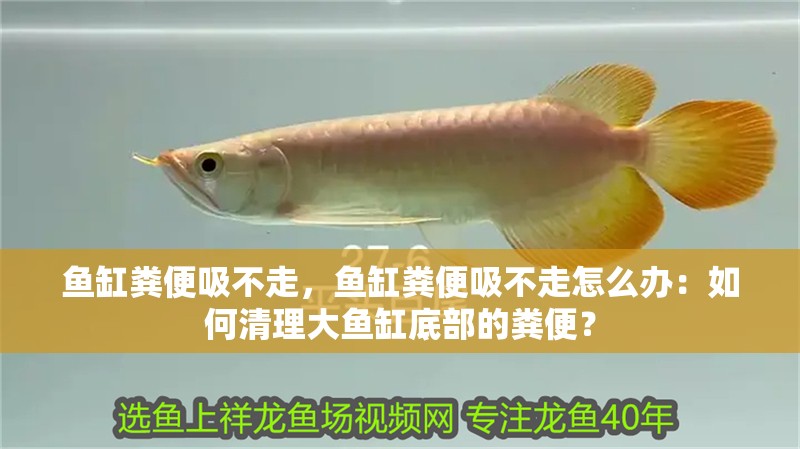 魚缸糞便吸不走，魚缸糞便吸不走怎么辦：如何清理大魚缸底部的糞便？